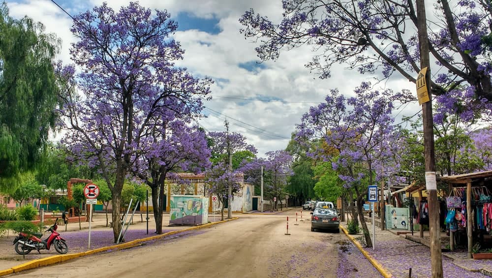 Calle con comercios y jacarandas