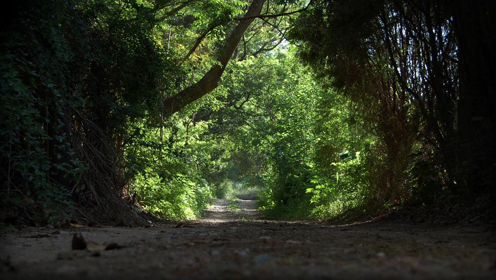 Calle de tierra rodeada de vegetación